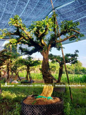 Căng lưới đen che nắng cho cây sơ ri mới dâm ủ