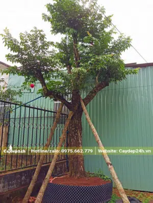 Chống cọc tre cho cây Khế đường kính gốc 30cm