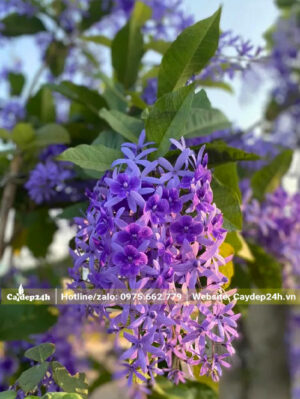 Chùm hoa Mai Xanh màu tím đẹp