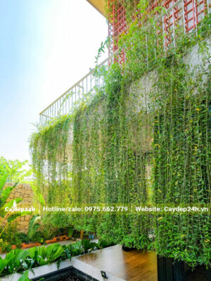 Bức rèm xanh siêu đẹp từ cây cúc tần ấn độ trồng ở ban công