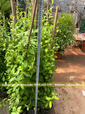 Đo chiều cao của cây cúc tần ấn độ giống