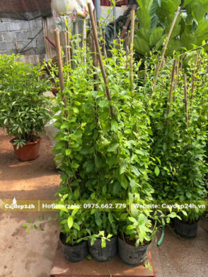 Cây leo dễ trồng, lá xanh mướt quanh năm