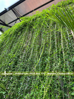 Rèm xanh bằng cây cúc tần ấn độ trồng trước nhà