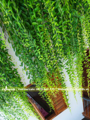Giàn dây leo xanh mướt trồng trong nhà