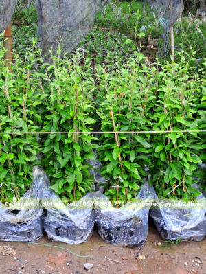 Đóng gói 10 cây cúc tần ấn độ vào 1 bịch nilon