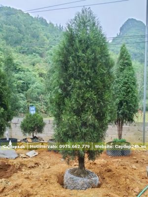 Dâm ủ số lượng lớn cây Hoàng Đàn Tuyết Lạng Sơn cao 2m5