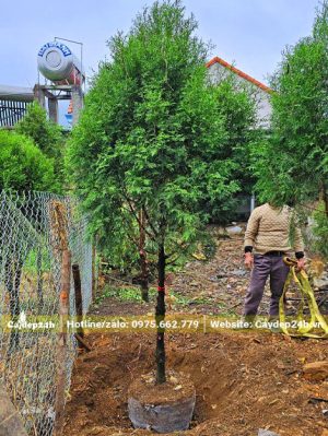 Bứng nóng cây hoàng đàn đường kính gốc 5cm