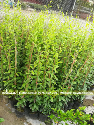 Vườn trồng hàng trăm cây cúc tần ấn độ cao hơn 1m