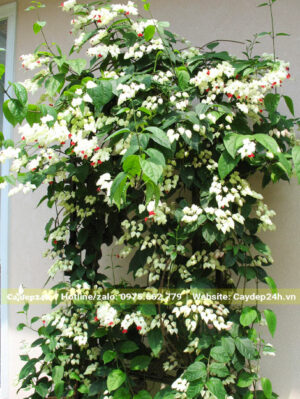 Bắc giàn cho cây hoa Ngọc Nữ leo