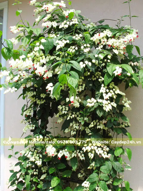 Bắc giàn cho cây hoa Ngọc Nữ leo