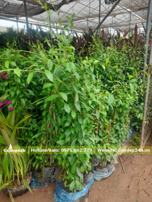 Cúc Tần Ấn Độ chiều dài hơn 1m