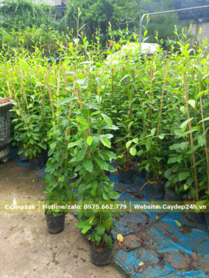 Những cây giống cúc tần ấn độ cao 60 - 70cm