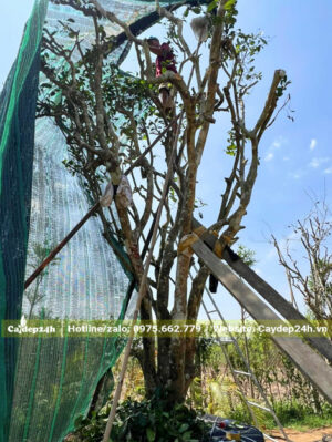 Che lưới đen cho cây chè xanh cổ thụ cao 5m mới dâm ủ