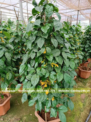 Chậu Hoàng Dương Lan cao 1m8