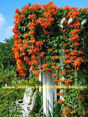 Giàn dây leo Chùm Ớt nở hoa siêu đẹp