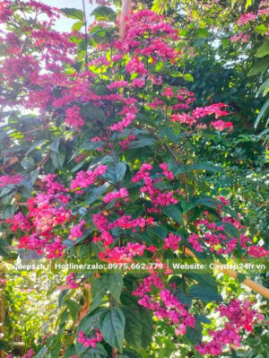 Cây Ngọc Nữ đỏ leo giàn nở hoa siêu đẹp