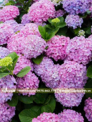 Hoa Cẩm Tú Cầu cánh nhỏ, màu hồng nhẹ nhàng