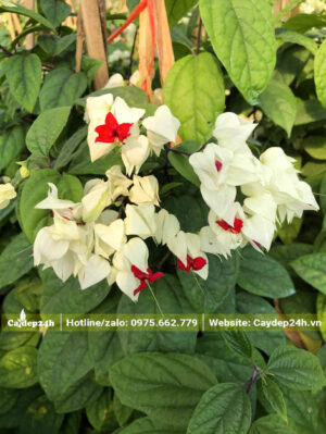 Chùm hoa Ngọc Nữ trắng