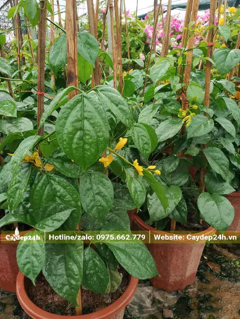 Cây giống Lan Hoàng Dương giâm cành cao 40cm