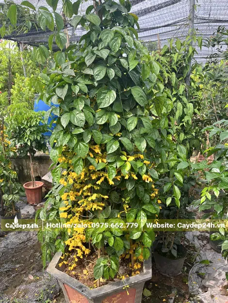 Lan Hoàng Dương trồng chậu cảnh đẹp, cao khoảng 1m6