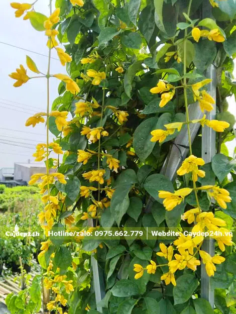 Dây leo Lan Hoàng Dương trổ hoa