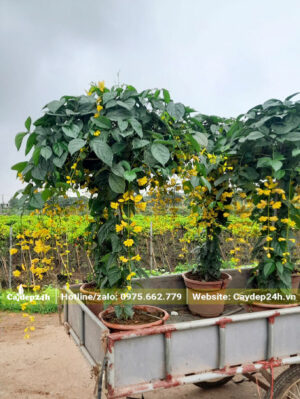 Tuyển chọn những cây tán ô chiều cao đồng đều để giao cho khách hàng