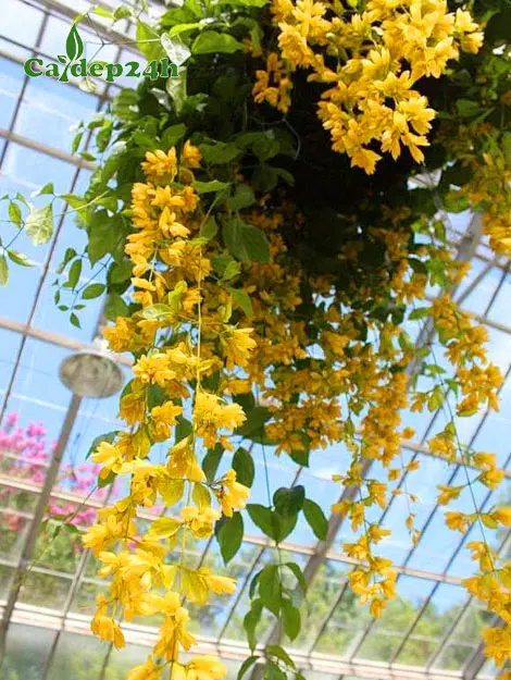 Chậu cây Lan Hoàng Dương trên trên giàn nở hoa siêu đẹp