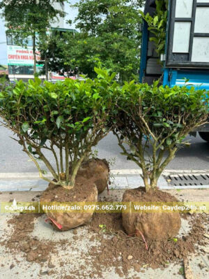 Những cây chè xanh được chuyển đến công trình