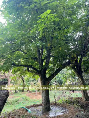 Tưới đẫm nước cho cây Khế công trình mới dâm ủ