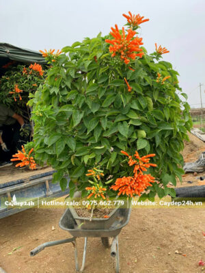 Cây Chùm Ớt tán tròn đẹp