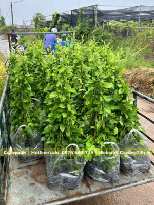 Xếp những cây cúc tần ấn độ giống lên xe kéo