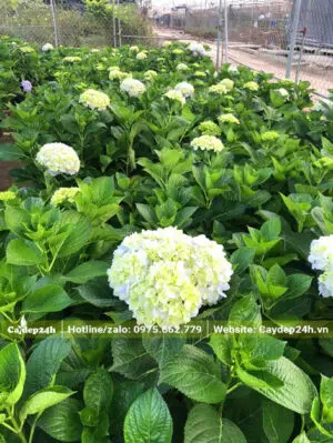 Cây nhỏ chiều cao khoảng 50cm, đang nở những bông hoa đầu tiên