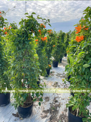 Hàng trăm chậu cây hoa Chùm Ớt cao 2m đang dưỡng tại vườn