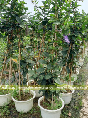 Cây trồng chậu nhựa, lao cao 1m8 - 2m