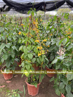 Vườn dưỡng số lượng lớn cây lan hoàng dường thuần chậu