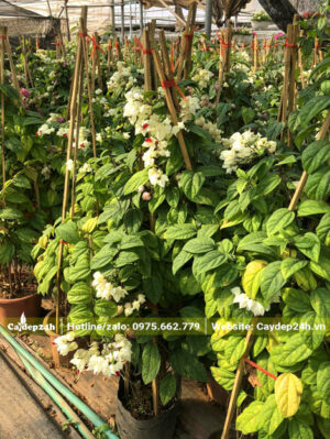 Cây trồng sẵn trong chậu, chiều cao 1m