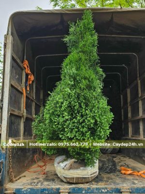 Cây Hoàng Đàn cao hơn 1m dưỡng bầu lâu năm đang bốc lên xe