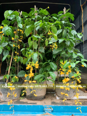 Hoa Chuỗi Ngọc Vàng thuần bầu