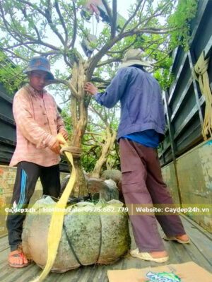 Những cây sơ ri cổ thụ được xếp lên thùng xe tải lớn