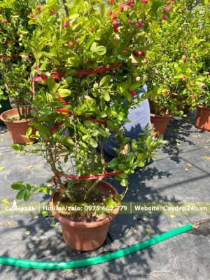 Bó gọn cành tán cho cây Siro cao 1m trước khi vận chuyển