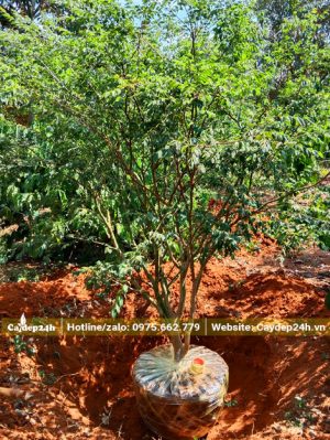 Bứng nóng cây nho thân gỗ trưởng thành
