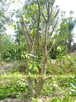 Tỉa cành lá cho cây Dâu Da Đất trưởng thành