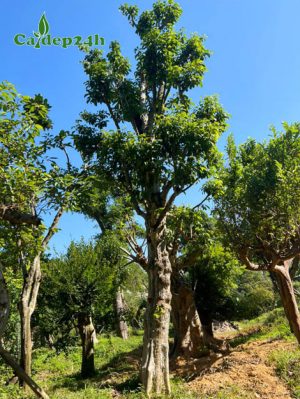 Cây Dâu Da Đất công trình dâm ủ nhiều năm cao 5 - 6m