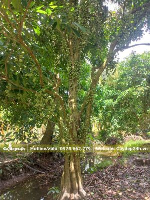 Vườn Dây Da Đất quả xanh, cây hàng chục năm tuổi