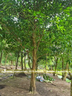 Vườn thâm canh số lượng lớn cây Dâu Da Đất công trình vanh gốc 70 - 80