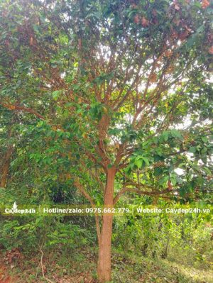 Dâu Da đỏ lâu năm chiều cao hơn 5m, đường kính gốc 18cm