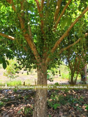 Cây Dâu Da quả xanh vanh gốc hơn 50cm