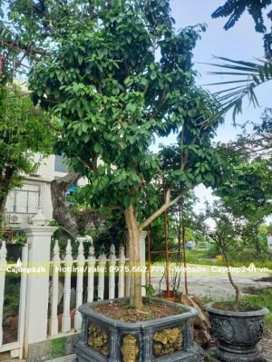 Trồng trong chậu cảnh cây Dâu Da Đất lâu năm vanh 30 - 40