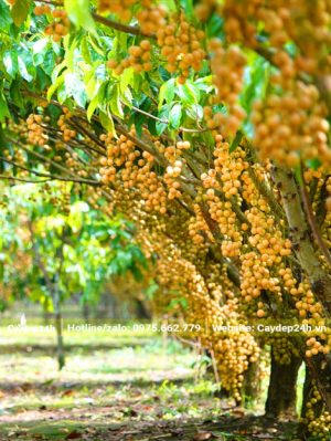 Mùa quả chín của cây Dâu Da Đất vàng