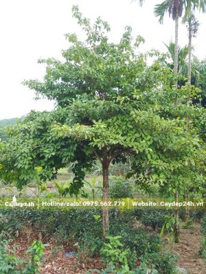 Cây Dâu Da Đất công trình tán đẹp, vanh gốc 30